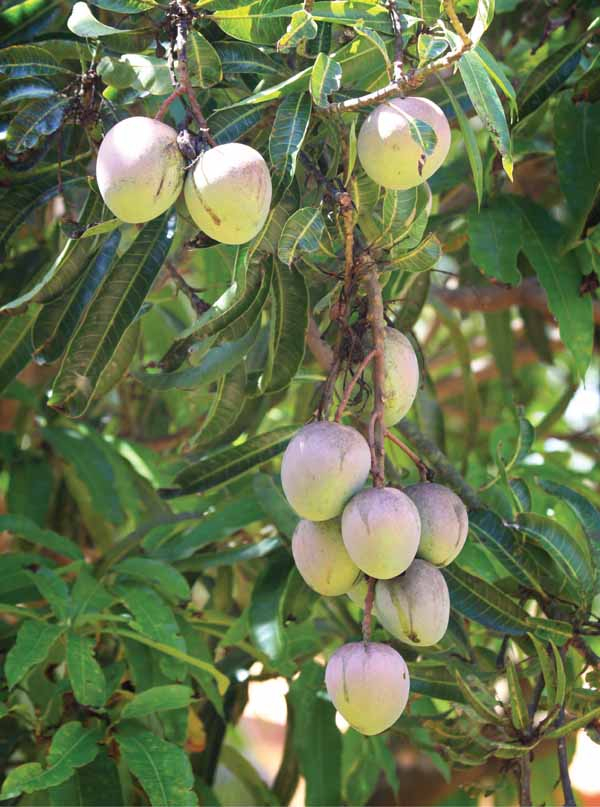 Mango Friends - Explore Sri Lanka