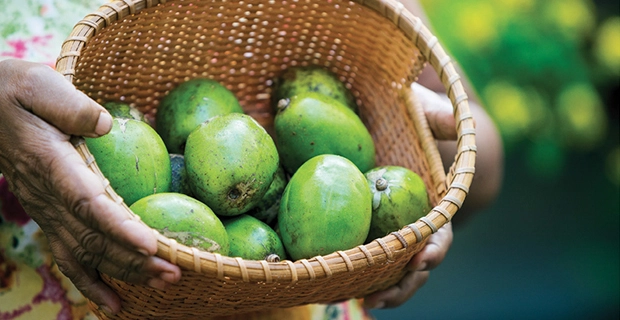It’s Ambarella Time - Explore Sri Lanka