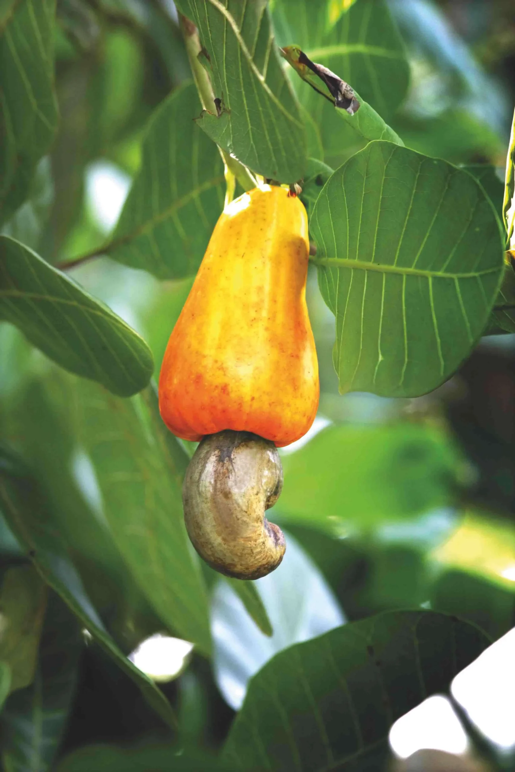 Seasonal Fruities in Our Island Nation Explore Sri Lanka