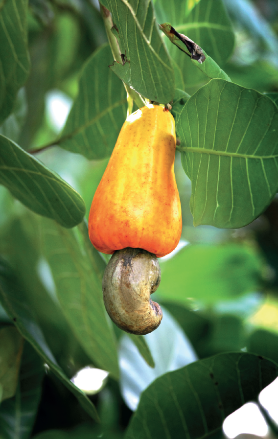 Seasonal Fruities in our Island Nation - Explore Sri Lanka