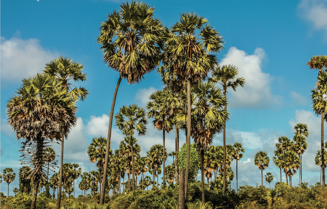 Palmyrah: The Heavenly Palm - Explore Sri Lanka