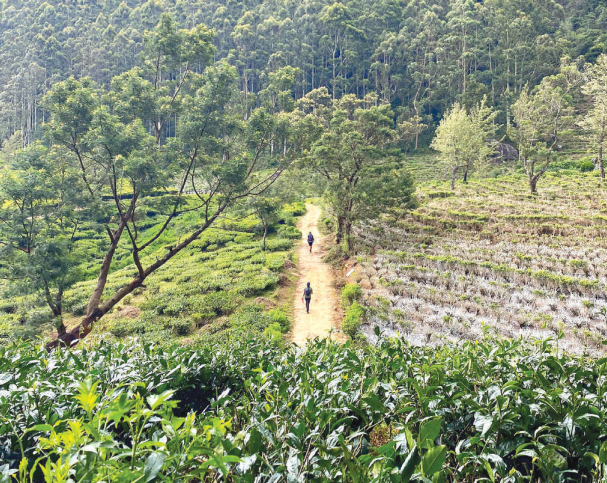 The Pekoe Trail is a 300-kilometer long walking trail  set in 22 stages that passes through the central highlands of Sri Lanka.