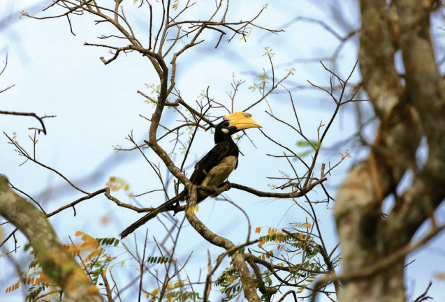 Enjoy birdwatching and other wildlife at Wilpattu National Park.